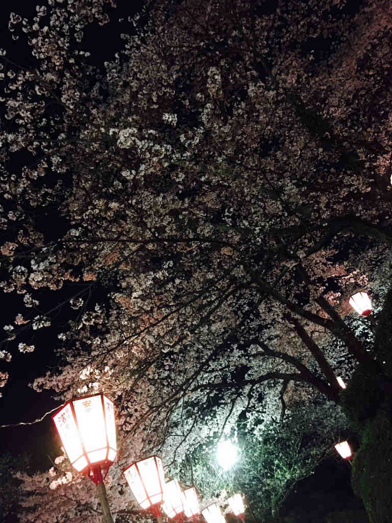 夜桜　6